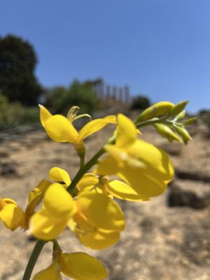 Temple of Heracles by null