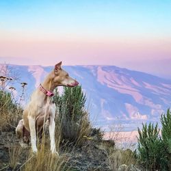 Cedar Ridge Animal Hospital - Gypsum