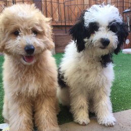 Before! Poofy puppy fur doodles!