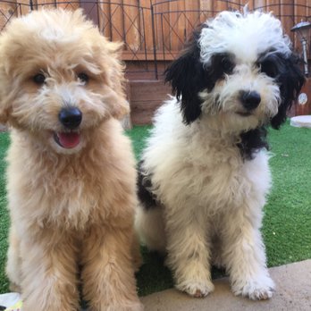 Trim and Proper Grooming Parlor - Before! Poofy puppy fur doodles! - Pet Groomers Near Me - Santa Rosa, California
