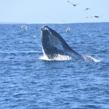Discovery Whale Watch - Whale Watching Tours Near Me - Monterey, California