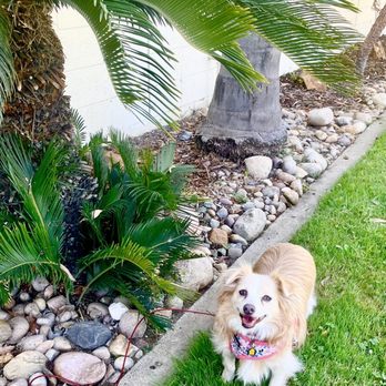 MacArthur Park - Scoutie's happy @ MacArthur Park, behind the gorg swimming pool - Parks Near Me - La Mesa, California MacArthur Park - Scoutie's happy @ MacArthur Park, behind the gorg swimming pool - Parks Near Me - La Mesa, California