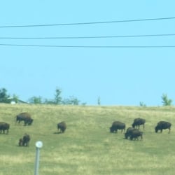 Glacier Ridge Animal Farm - You can see the buffalo from the highway