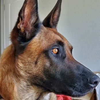 Paige Tyson Training - Gunnar - Pet Training Near Me Paige Tyson Training - Gunnar - Pet Training Near Me