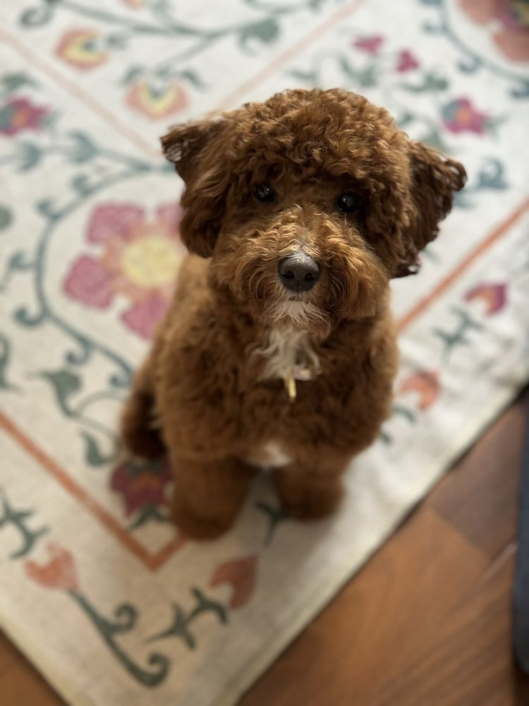 PUPS PET CLUB Updated August 2024 Request a Quote 89 Kent Ave