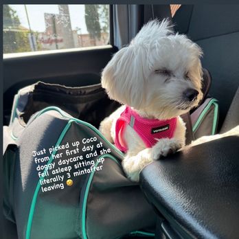 Ruff House Pet Resort - Coco falling asleep as soon as we got in the car after a day at Ruffhouse! - Pet Training Near Me - Riverside, California