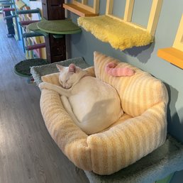 Cute cat