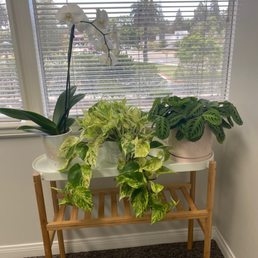 The orchid is not from this plant shop but the other two are and I love them!! They're thriving! The orchid is not from this plant shop but the other two are and I love them!! They're thriving!