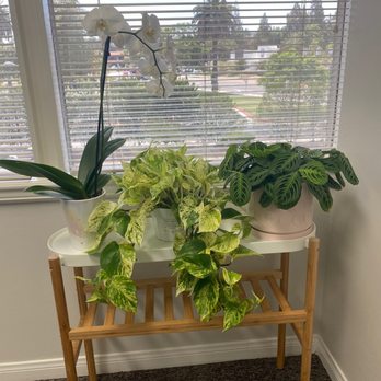 The Green Place - The orchid is not from this plant shop but the other two are and I love them!! They're thriving! - Nurseries & Gardening Near Me - Fullerton, California The Green Place - The orchid is not from this plant shop but the other two are and I love them!! They're thriving! - Nurseries & Gardening Near Me - Fullerton, California