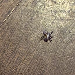 This is the lovely tick that attacked my poor senior father This is the lovely tick that attacked my poor senior father