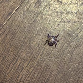 Urban Olive & Vine - This is the lovely tick that attacked my poor senior father - New American Near Me - Hudson, Wisconsin Urban Olive & Vine - This is the lovely tick that attacked my poor senior father - New American Near Me - Hudson, Wisconsin