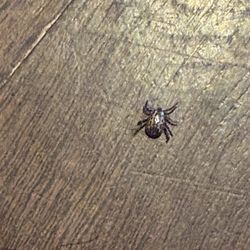 Urban Olive & Vine - This is the lovely tick that attacked my poor senior father