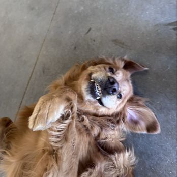 Digstown Doggie Day Care, Lodge, and Spaw - Pet Groomers Near Me - Denver, Colorado Digstown Doggie Day Care, Lodge, and Spaw - Pet Groomers Near Me - Denver, Colorado