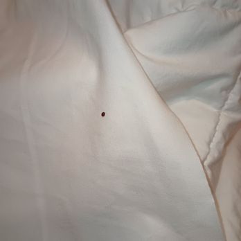 Calypso Cay - Bed bugs. - Hotels Near Me - Kissimmee, Florida Calypso Cay - Bed bugs. - Hotels Near Me - Kissimmee, Florida