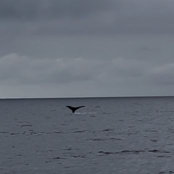 Trilogy Excursions - Saw some whales - Snorkeling Near Me - Lahaina, Hawaii Trilogy Excursions - Saw some whales - Snorkeling Near Me - Lahaina, Hawaii
