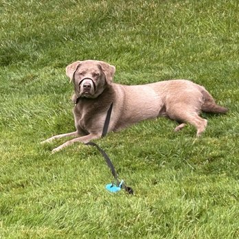 Off Leash K9 Training Cincinnati - Zoe, silver lab - Pet Training Near Me - Loveland, Ohio Off Leash K9 Training Cincinnati - Zoe, silver lab - Pet Training Near Me - Loveland, Ohio