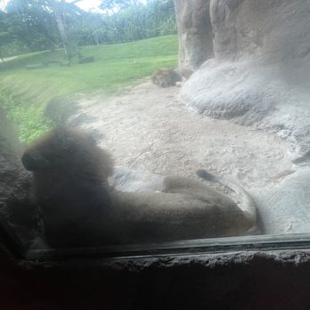Zoo Miami - Lions!! We got so close because of the fun extender they have build in the enclosure. They even had noises to make them growl. - Zoos Near Me - Miami, Florida Zoo Miami - Lions!! We got so close because of the fun extender they have build in the enclosure. They even had noises to make them growl. - Zoos Near Me - Miami, Florida
