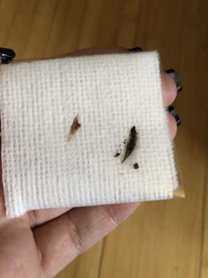 southwest animal emergency clinic