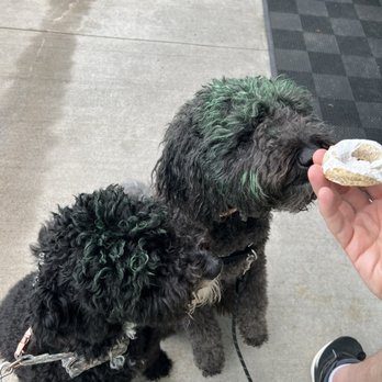 Parlor Doughnuts - They have donuts for dogs. - Donuts Near Me - McKinney, Texas Parlor Doughnuts - They have donuts for dogs. - Donuts Near Me - McKinney, Texas