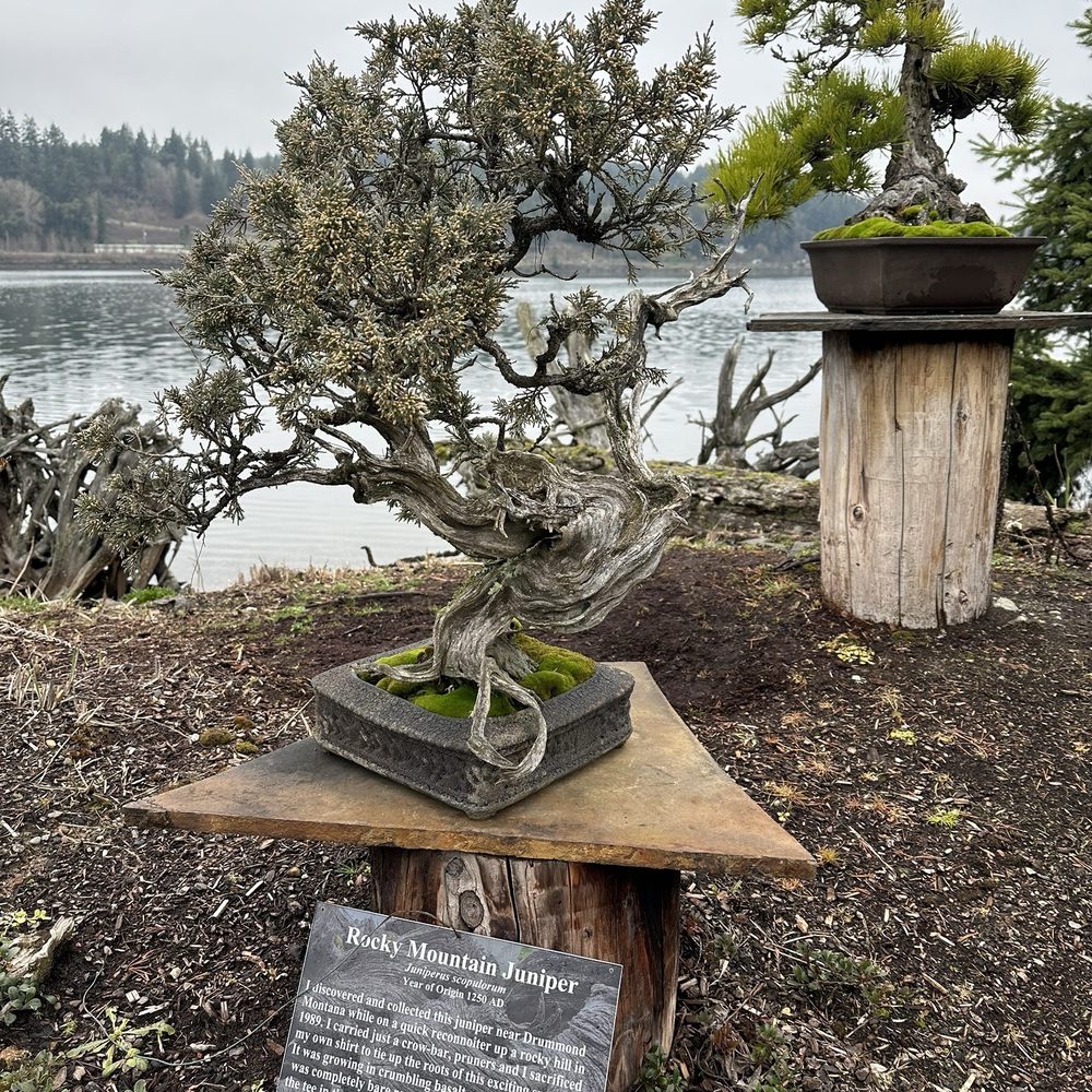 Weeping Willow Tree Live Plant 5yr Juniper Bonsai Tree Holiday