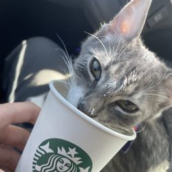 Starbucks - Enjoying the pup cup