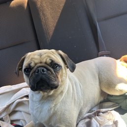 My girl, Penelope the Pug, after her haircut at TLC Grooming!