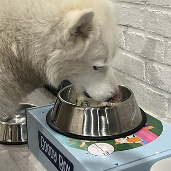 Axel & Tia's Pet Bakery - Pet Stores Near Me Axel & Tia's Pet Bakery - Pet Stores Near Me