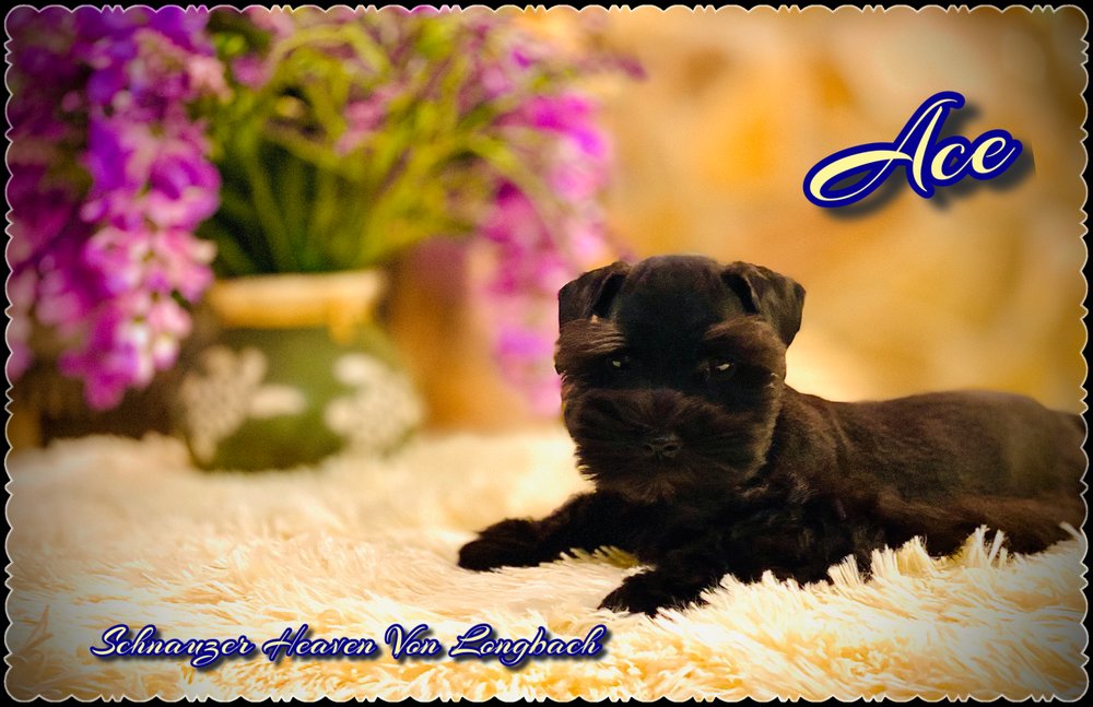 Schnauzer Heaven Von Longbach Image