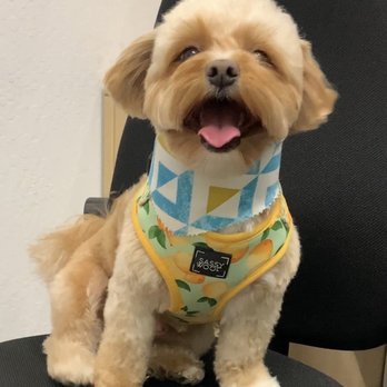 Fluffy Doggy - Look at his perfect trim! The paws aww! - Pet Groomers Near Me - San Mateo, California Fluffy Doggy - Look at his perfect trim! The paws aww! - Pet Groomers Near Me - San Mateo, California