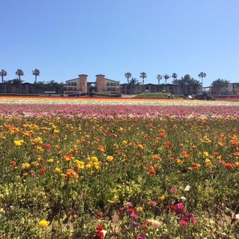 The Flower Fields - Venues & Event Spaces Near Me - Carlsbad, California
