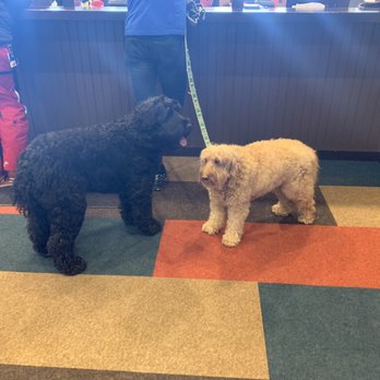 Stratton Mountain Resort - Doggies - Ski Resorts Near Me - Stratton Mountain, Vermont
