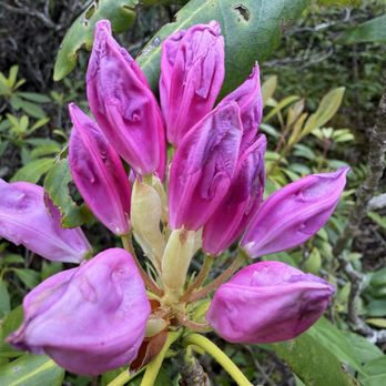Black Balsam Knob - Hiking Near Me - NC, North Carolina