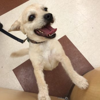 PetSmart - Diesel enjoyed his doggy grooming day ~ Thank You Sarah - Pet Training Near Me - Lexington, South Carolina PetSmart - Diesel enjoyed his doggy grooming day ~ Thank You Sarah - Pet Training Near Me - Lexington, South Carolina