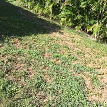 Petri Pest Control - This is my lawn at Petri  from June 2017 to Aug 2017 - Pest Control Near Me - Pompano Beach, Florida
