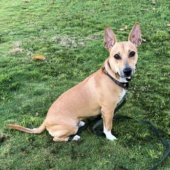 Hele Mai K9 - Pet Boarding Near Me