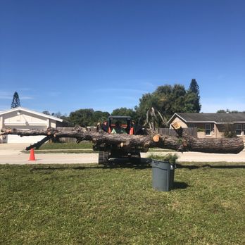 Ecopro Outdoor Solutions - Pine tree removal - Tree Services Near Me - Sarasota, Florida
