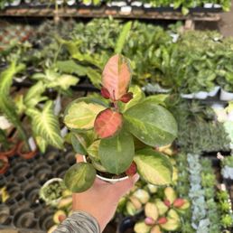 Hoya lisa