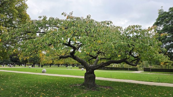 The King's Garden by null