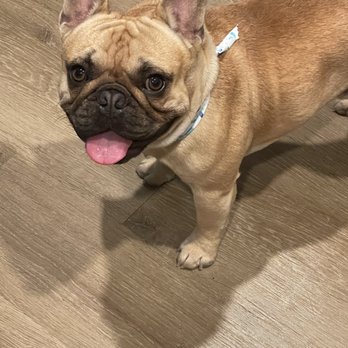 Beach Paws Pet Salon - They did a great job grooming my Frenchie - Connor McGregor - Pet Groomers Near Me - Newport Beach , California