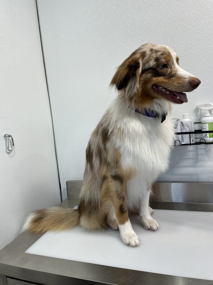 GROOMING BY THE SEA Request an Appointment Huntington Beach