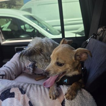 Amazing Dogs Rescue - Anita - Pet Adoption Near Me - San Diego, California Amazing Dogs Rescue - Anita - Pet Adoption Near Me - San Diego, California