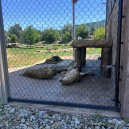 Lions Lions