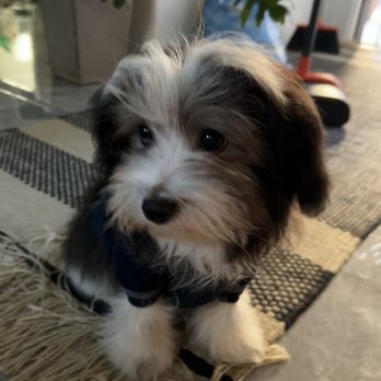 It's A Puppies World - Pet Breeders Near Me - Tucson, Arizona It's A Puppies World - Pet Breeders Near Me - Tucson, Arizona