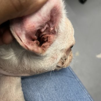 VCare Animal Clinic - Ear infection - Veterinarians Near Me - Cypress, Texas VCare Animal Clinic - Ear infection - Veterinarians Near Me - Cypress, Texas