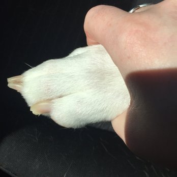 Bark Avenue - Pet Groomers Near Me - Cedar Park, Texas