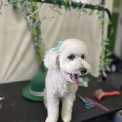 Discount Pets - Dakota
