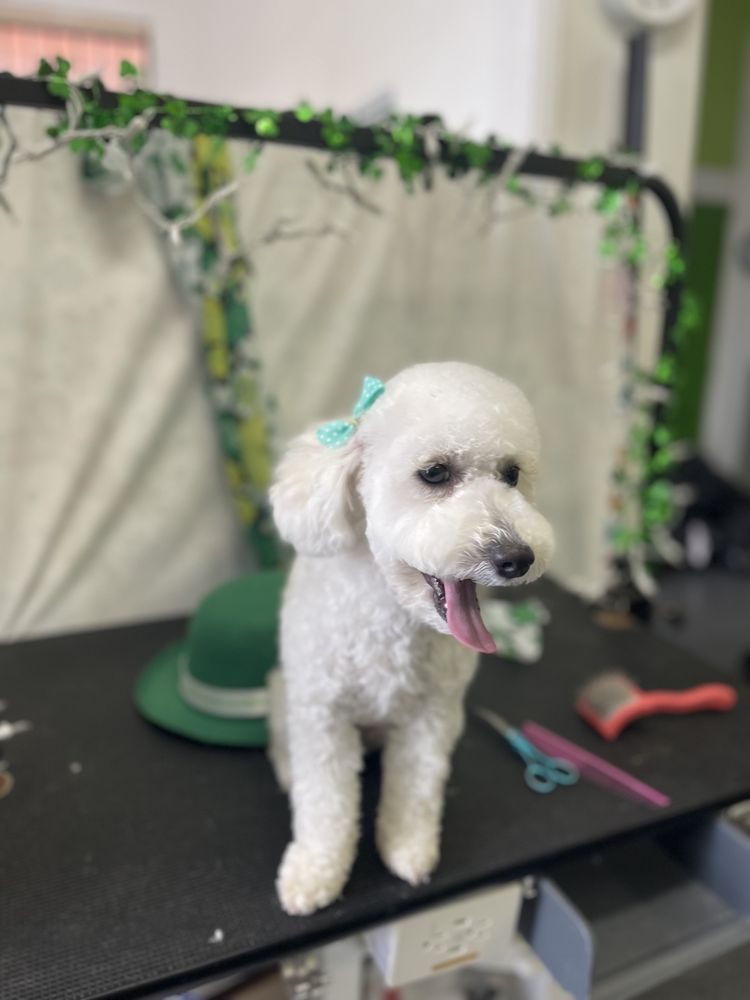 Maltipoos groomed at Discount Pets