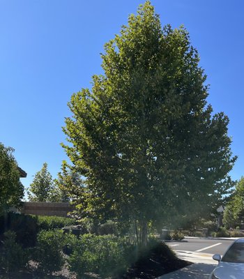 TREE REMOVAL SERVICES - Small tree removed in the front yard TREE REMOVAL SERVICES - Small tree removed in the front yard