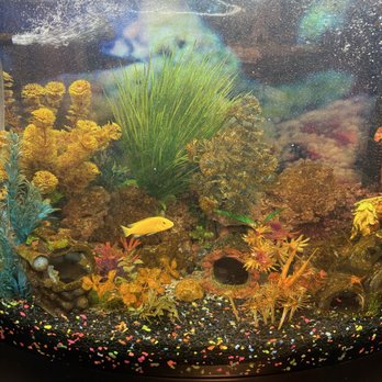 Pet Station - Carson City - One of the fish I have bought a couple of days ago and I bought it with another fish of the same time - Pet Stores Near Me - Carson City, Nevada Pet Station - Carson City - One of the fish I have bought a couple of days ago and I bought it with another fish of the same time - Pet Stores Near Me - Carson City, Nevada
