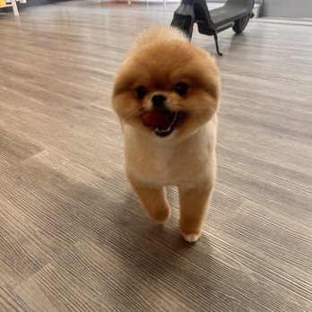 21 Pooch - Pet Groomers Near Me - Los Angeles, California